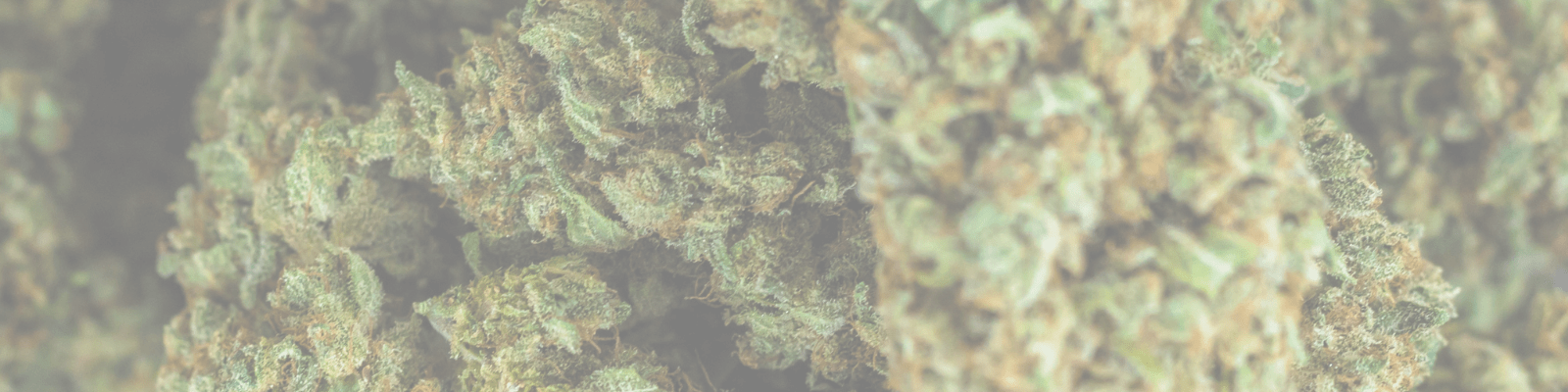 Flores THCX SPLIFF