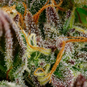Amnesia – flor THCX Spliff, grande plano