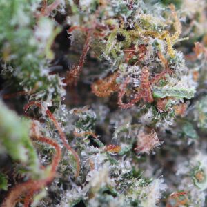 Critical – flor de CBD Spliff, grande plano
