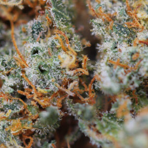 Lemon Skunk – flor de CBD Spliff, grande plano