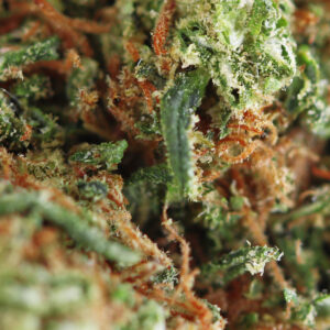 Pineapple – flor de CBD Spliff, grande plano
