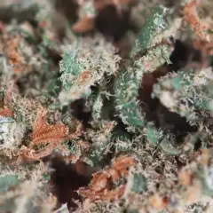 SPLIFF