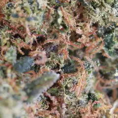 THCX SPLIFF – grande plano