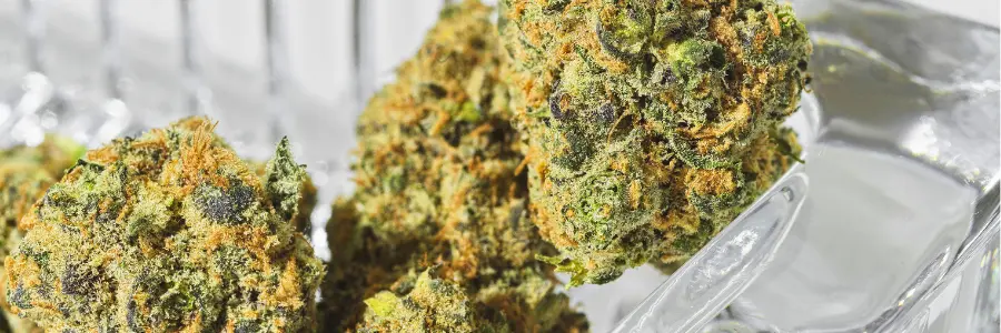 Flores THCX SPLIFF
