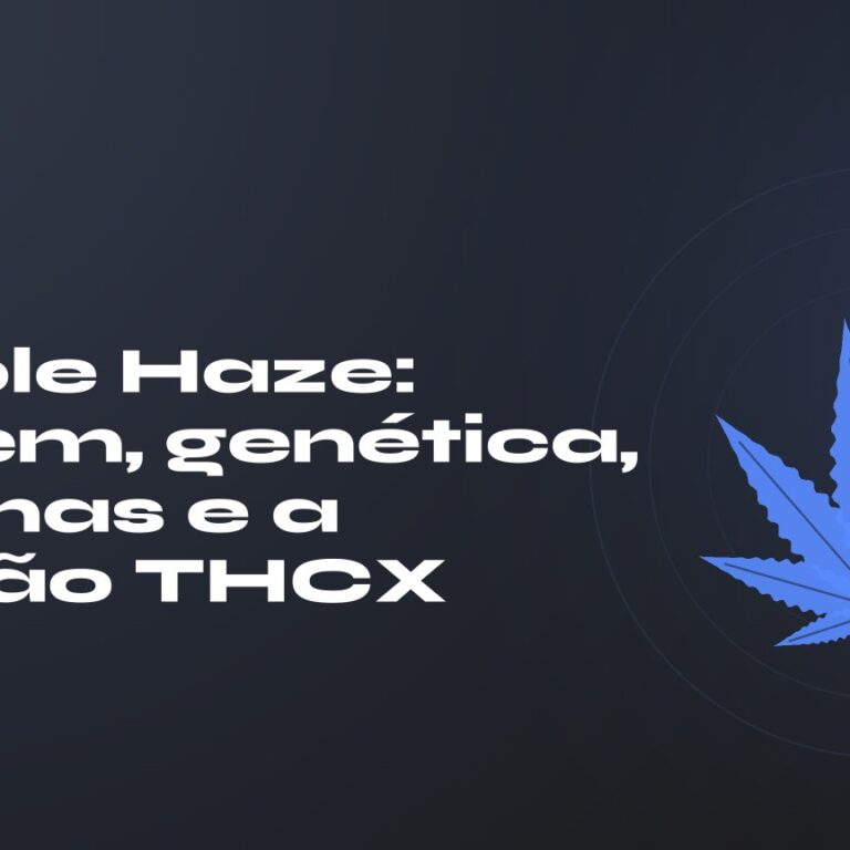 Purple Haze: título sobre fundo escuro, folha de cânhamo estilizada