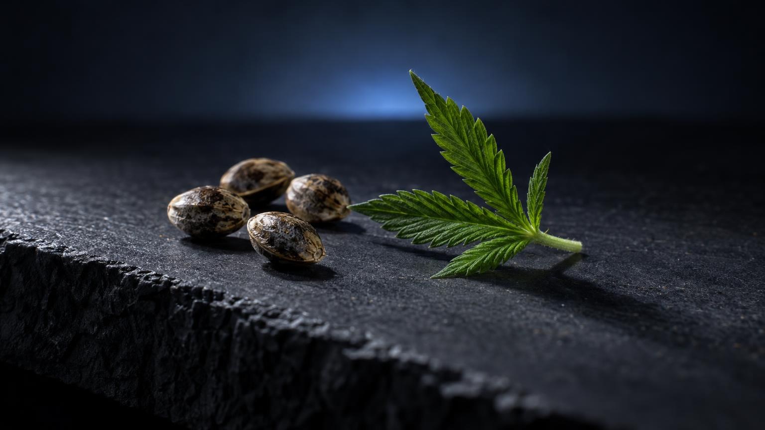 Plano aproximado com luz natural sobre Thc portugal