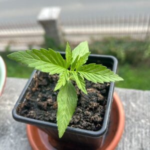 Avaliação de cliente Gelato Auto com foto - Spliff